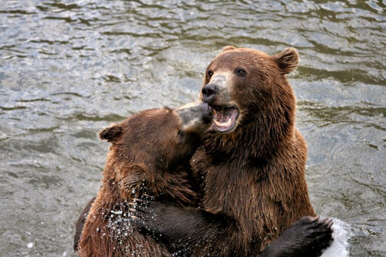 Cricket Fan Merchandise: From Jerseys to Memorabilia: Betbhai247, Playexch live, Gold365