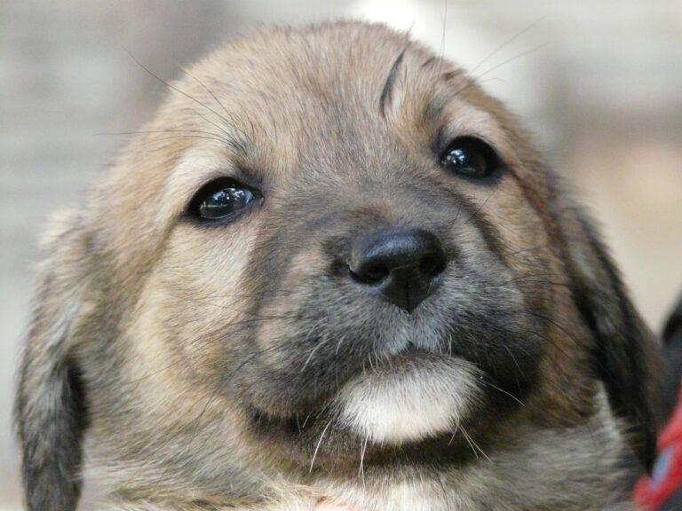 The Impact of IPL on Indian Advertising Trends: Betbhai99, Radhe exchange download apk, 99 exchange login