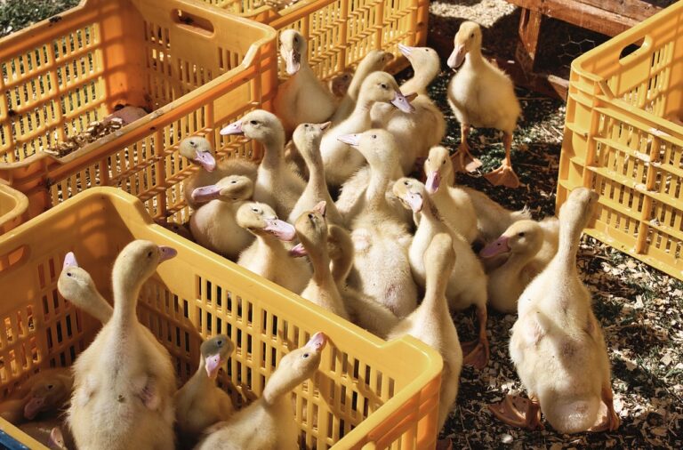 The Benefits of Floral Subscriptions for Shoppers: Betbook250, 11xplay.pro/login, Yolo247 login