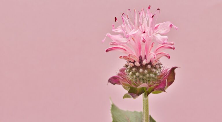 The Role of Public Awareness in Preventing Election Fraud: Betbook250, Anna 247 login, Yolo247 login app