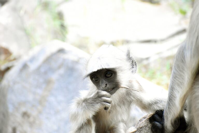 Challenges in Implementing Election Fraud Detection Technologies: Betbook247 app, Radhe exchange new id, Play11bet