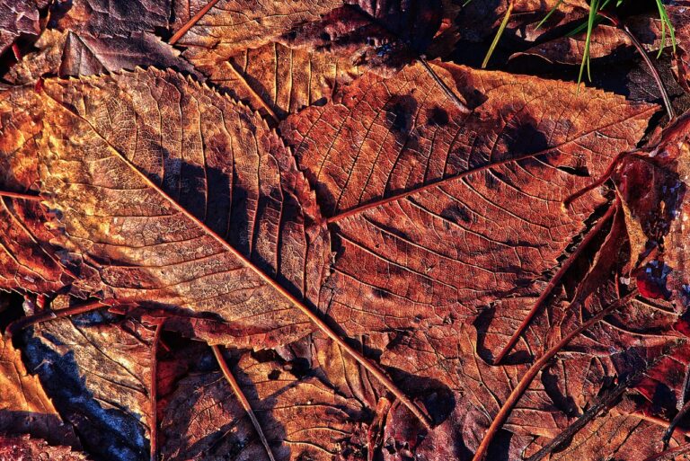 International Standards for Election Fraud Prevention: Betbook 247 com, Radhe exchange id, My laser 247 login