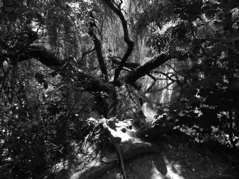 Cricket and Environmental Sustainability: Green Practices in Academies: Allpanel mahadev, Lotus 365.fun login, All panel login