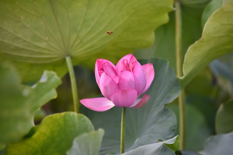 Training Election Officials to Detect Fraudulent Activities: Cricket bet 99 login, Sky11 live, Reddy book id