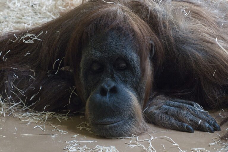 The Influence of Audio Book Platforms on Audio Book Distribution Models: Sky.247, Diamondexch9 com, Tiger exchange vip