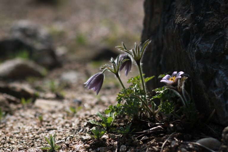 How to Choose the Right Flowers for Every Occasion: Sky247login, 11xplay, Playexch 99