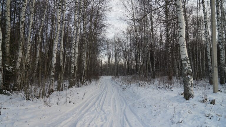 Analyzing the Environmental Impact of Automotive Packaging Materials: 11xplay login, King567, Skyinplay.com login