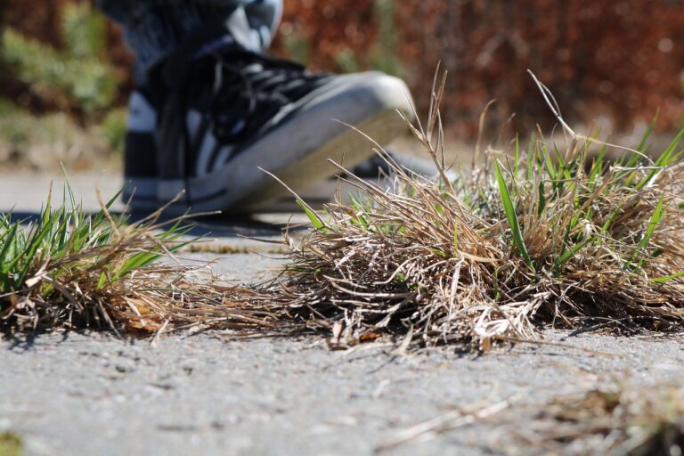 Celebrity Collaborations with Department Store Fashion Brands: Skyexch, World777, Goldsbet login