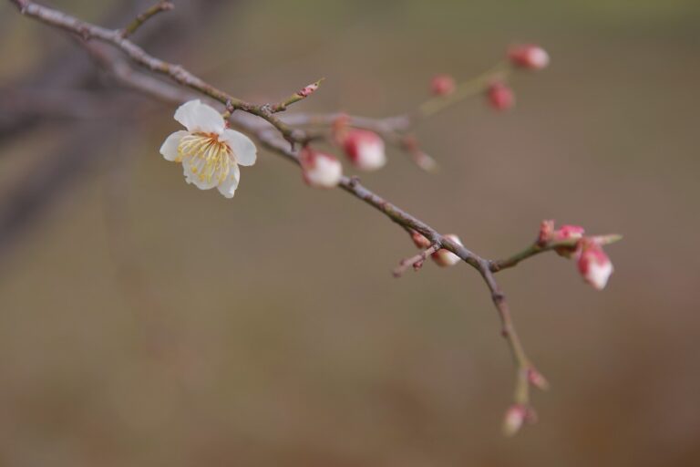 How to Incorporate Florists into Shopping Mall Events: Allpaanel, Cricket bet 99, Lotus 365.win